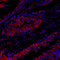 //jlrorwxhrkjnlj5q-static.micyjz.com/cloud/lkBpjKnjlkSRqippqjopip/cca741b164f82a5d44f88f311d570d9b-60-60.jpg