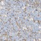 //jlrorwxhrkjnlj5q-static.micyjz.com/cloud/loBpjKnjlkSRqippnjkoiq/1611365430831031935-60-60.jpg